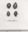 Click for 1 image(s) for this accession. FRUIT